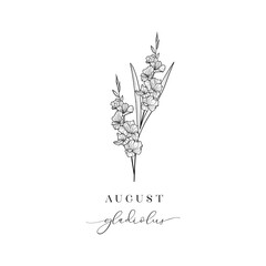 Gladiolus, August. Hand drawn birth flowers, Vector Graphics. - 775366274