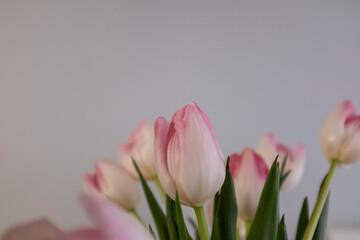 Beautiful pink tulip flower bouquet on a solid grey background