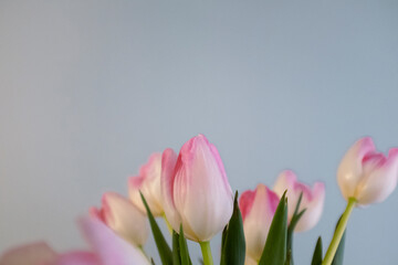 Beautiful pink tulip flower bouquet on a solid grey background