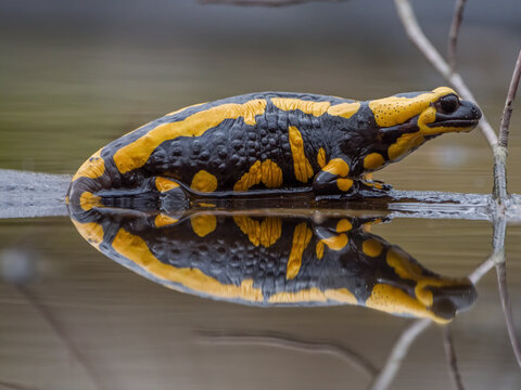 Feuersalamander (Salamandra salamandra) sitzt auf einem Ast im Teich