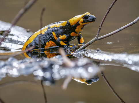 Feuersalamander (Salamandra salamandra) sitzt auf einem Ast im Teich