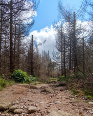 Dürre und Waldsterben im Harz, Deutschland