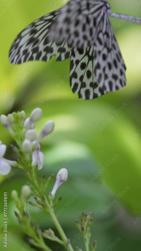 Poster big black and white butterfly on flower with green defocused background. macro shot of exotic huge b