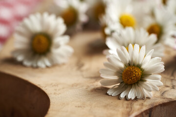 Fototapeta na wymiar Closeup of fresh lawn daisy flowers - preparation of herbal syrup