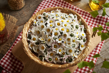 A basket full of common daisy or bellis perennis flowers - ingredient for herbal syrup
