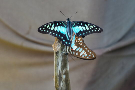 Butterflies mating, butterflies with beautiful wings