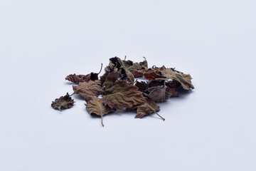 Dried patchouli leaf oil ingredient on isolated white background - obrazy, fototapety, plakaty