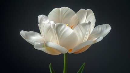   A white flower on a black background, illuminated by a light source reflected from its petals