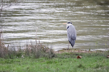 A Grey Heron (Ardea cinerea) by the edge of a lake