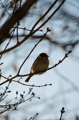Sparrow on a branch