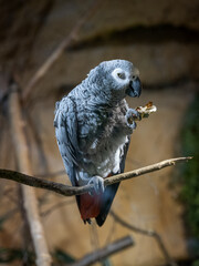 A gray parrot eating a peanut.