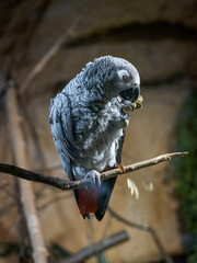 A gray parrot eating a peanut.