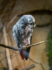 A gray parrot eating a peanut.