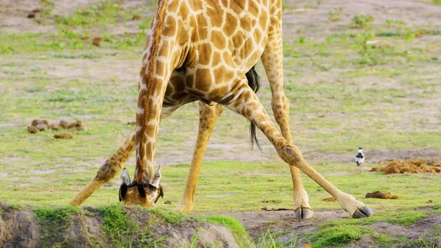 Close-up view of a Northern giraffe with stretched out legs drinking at a waterhole, Chobe National Park, Botswana, South Africa. 