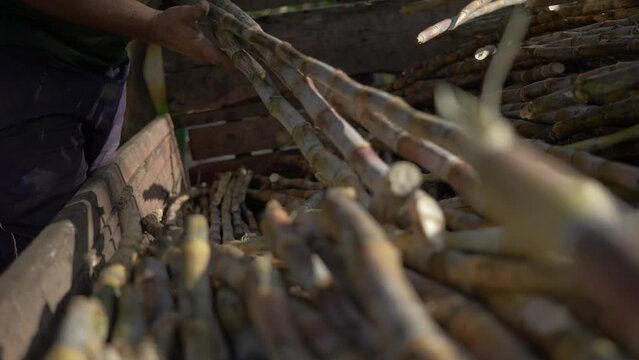 Hands of a man picking up some sugar cane to make cachaça