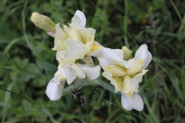 Fototapeta premium Nature, flowers, plants, summer