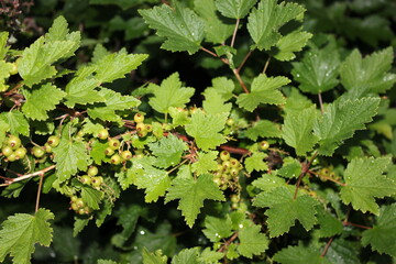 green leaves background, green berries, currants