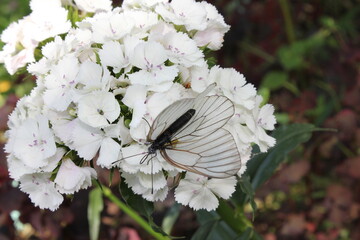 Nature, flowers, plants, summer, butterfly