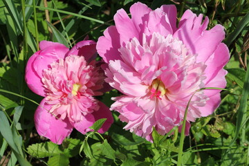 Nature, flowers, plants, summer