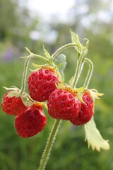 berry, fruit, strawberry, red, nature, wild strawberry, macro, berries