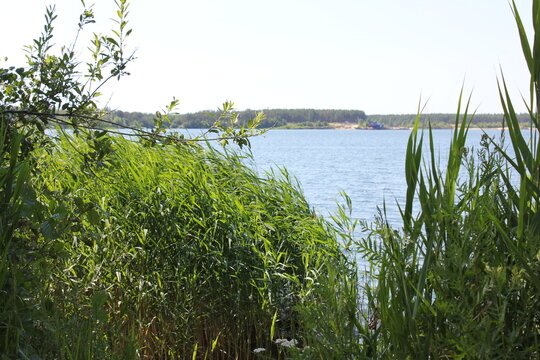 grass on the river