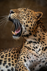 Close-up of the head of a Ceylon leopard calling.