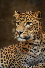 Close-up of the head of a Ceylon leopard observing the surroundings. - obrazy, fototapety, plakaty