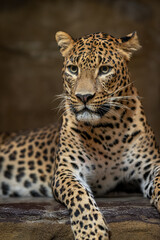 Close-up of the head of a Ceylon leopard observing the surroundings.