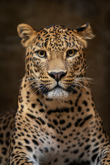 Close-up of the head of a Ceylon leopard observing the surroundings. - obrazy, fototapety, plakaty
