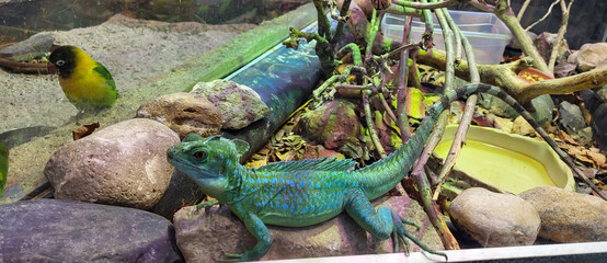 A large lizard, a blue common iguana, sits in a terrarium