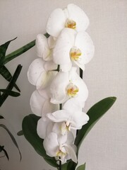 beautiful bright bouquet of flowers. Blooming white potted  Phalaenopsis orchid at home. Floral background