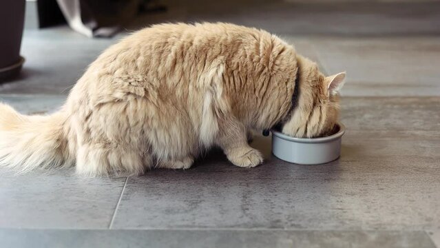Beautiful ginger cat eating on a  ceramic bowl. Cute domestic animal.