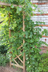 flowers, nature, beautiful flower