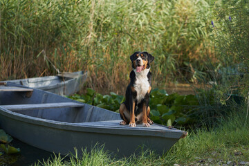 An enthralling Entlebucher Mountain Dog enjoys a serene moment aboard a boat amidst lush water lilies - 775377661