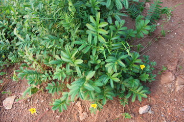 flowers, nature, beautiful flower