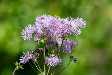 Close up of greater meadow rue (thalictrum aquilegiifolium) flowers in bloom