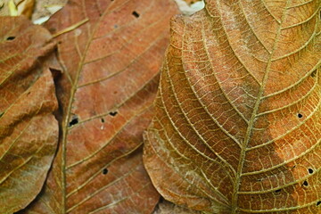 leaves texture background 