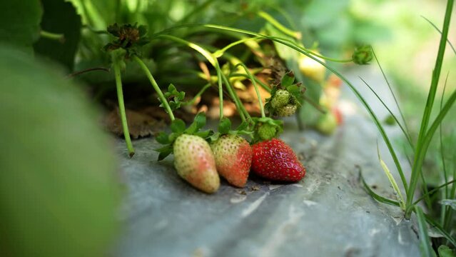 Organic strawberries thrive, nurtured by nature’s touch. Witness the harmonious blend of traditional farming and modern sustainability, yielding the sweetest fruits of labor