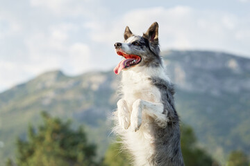 A Border Collie dog sits up on its haunches in a park, mountains adorning the horizon. The joyful demeanor and upward gaze echo the thrill of outdoor adventure - 775379400