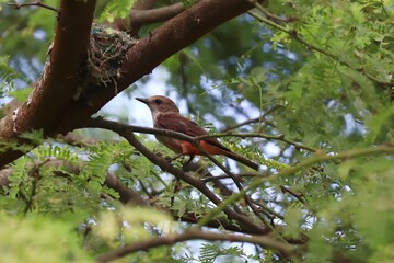 Pájaro en un árbol cerca de su nido