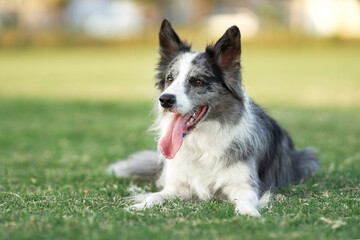 A relaxed Border Collie dog rests on the grass, looking forward with a panting smile. The scene is a serene snippet of a dog's day out in the lush meadow - 775379613