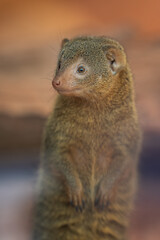 Small predator Mangusta dwarfs in the interior of the terrarium.