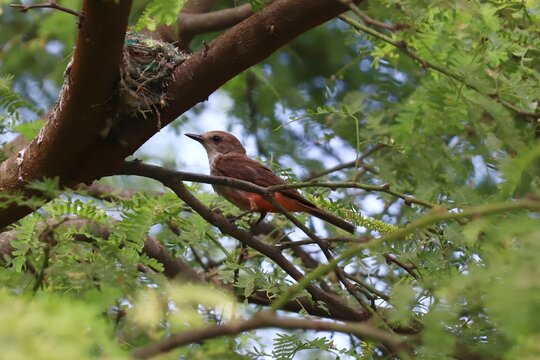 Pájaro en un árbol cerca de su nido