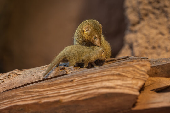 A small predator, a pygmy mongoose with a cub.