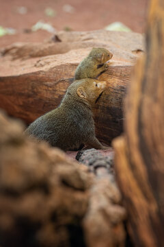 A small predator, a pygmy mongoose with a cub.