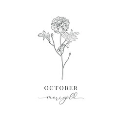 Marigold, October. Hand drawn birth flowers, Vector Graphics. - 775380247