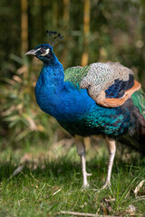 Fototapeta premium Paw koronowany na świeżym powietrzu, w otoczeniu natury.