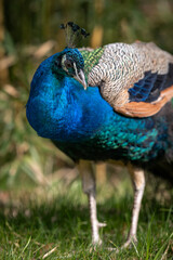 Fototapeta premium Crowned peacock outdoors in nature.