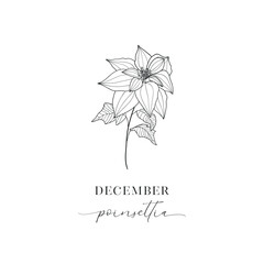 Poinsettia, December. Hand drawn birth flowers, Vector Graphics.