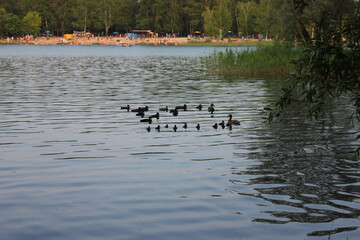 ducks on the lake